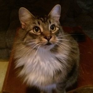 Meet your Posher, Toddnance